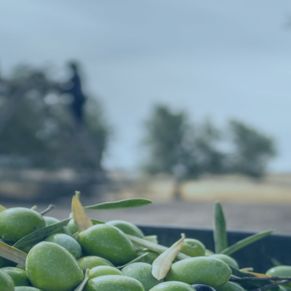 cabecera-acietunas-azul